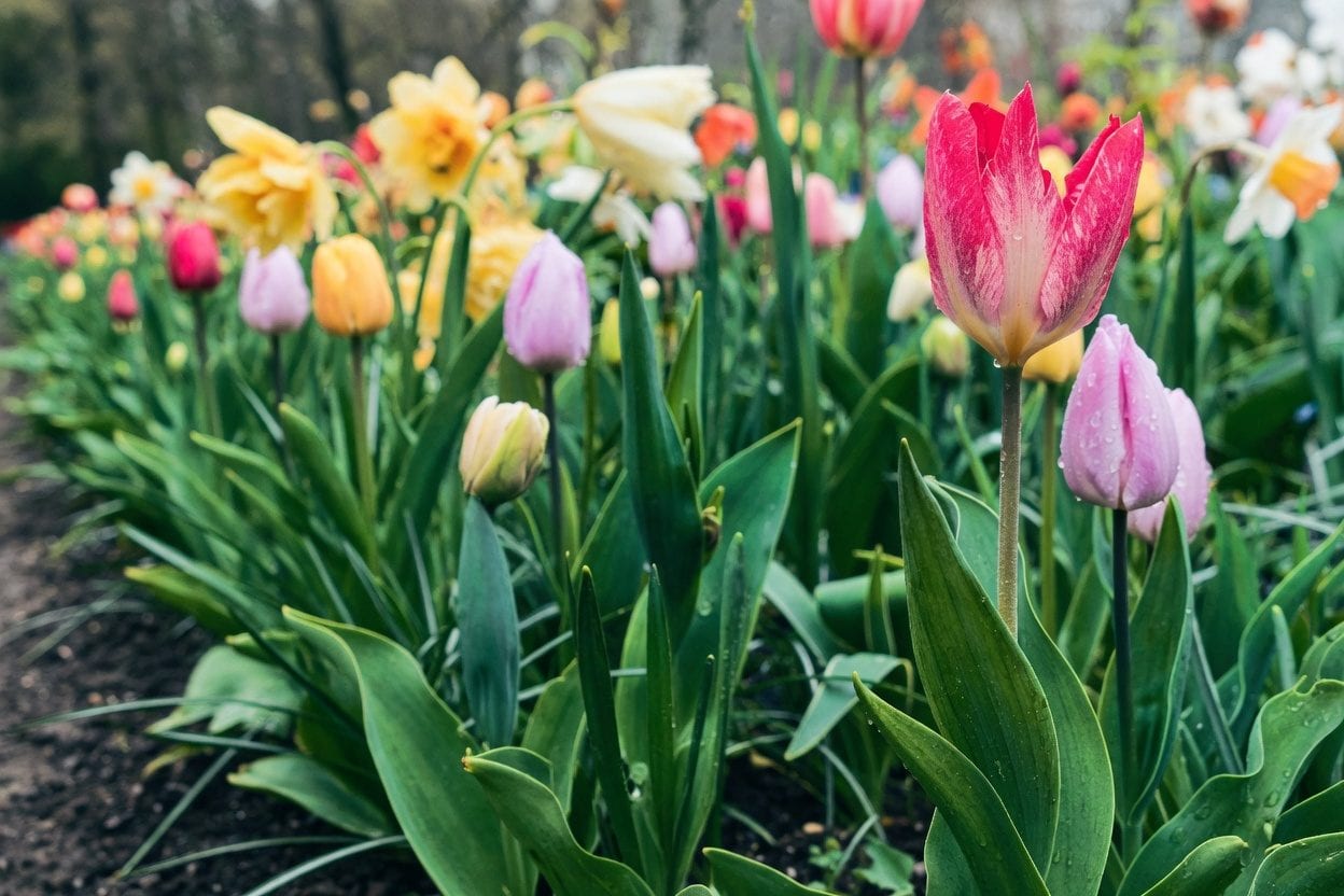 Canadian Tulip Festival blooms