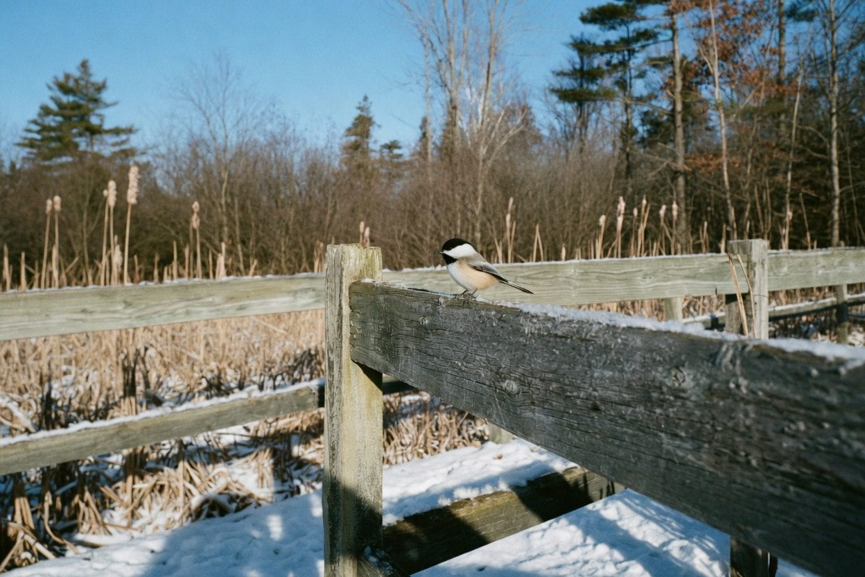 Petrie Island birding