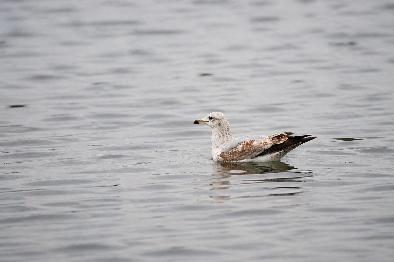 Shirley's Bay birding