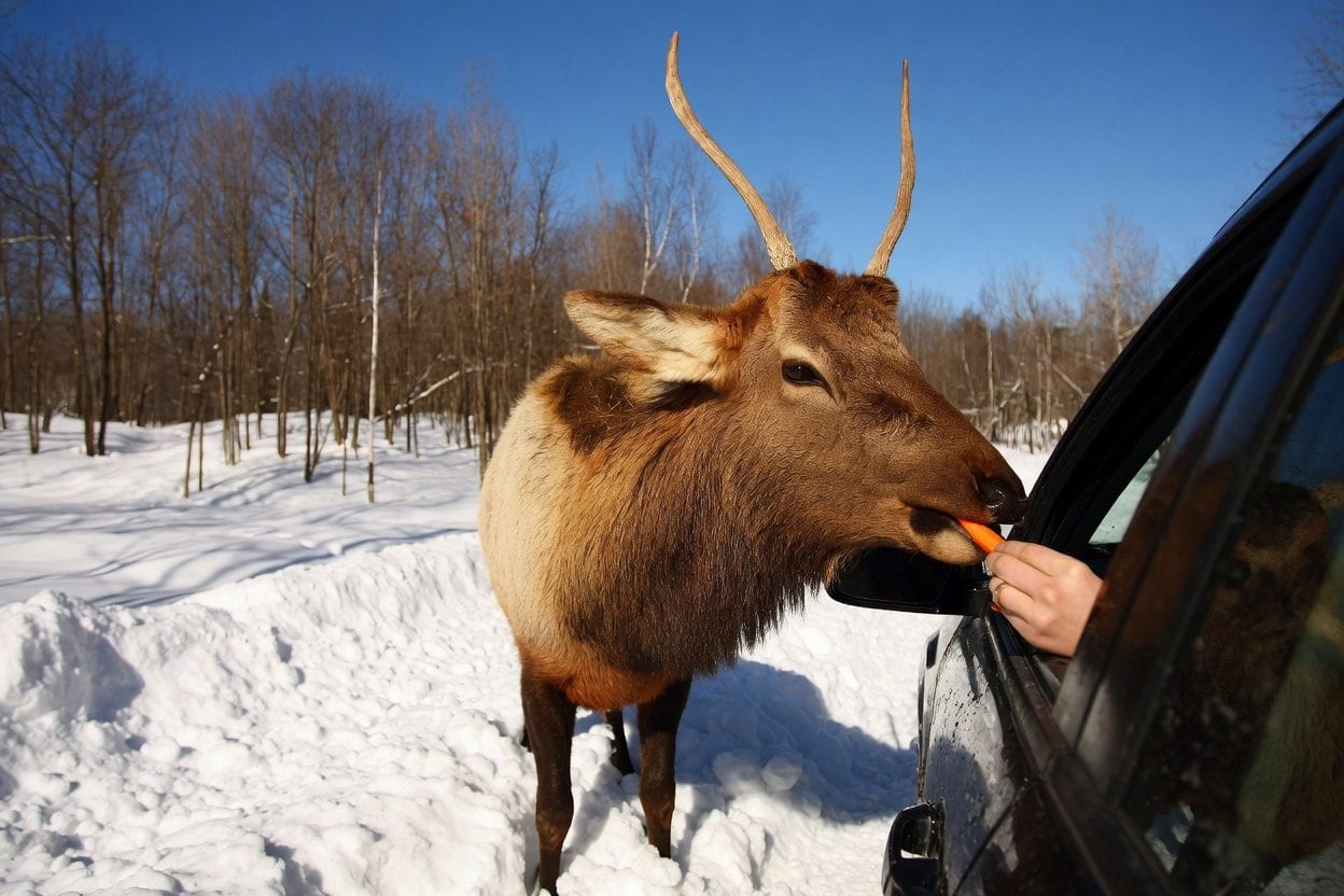 Montebello day trip FAQ graphic with Parc Omega, carrots, pets, tickets, and Chateau questions
