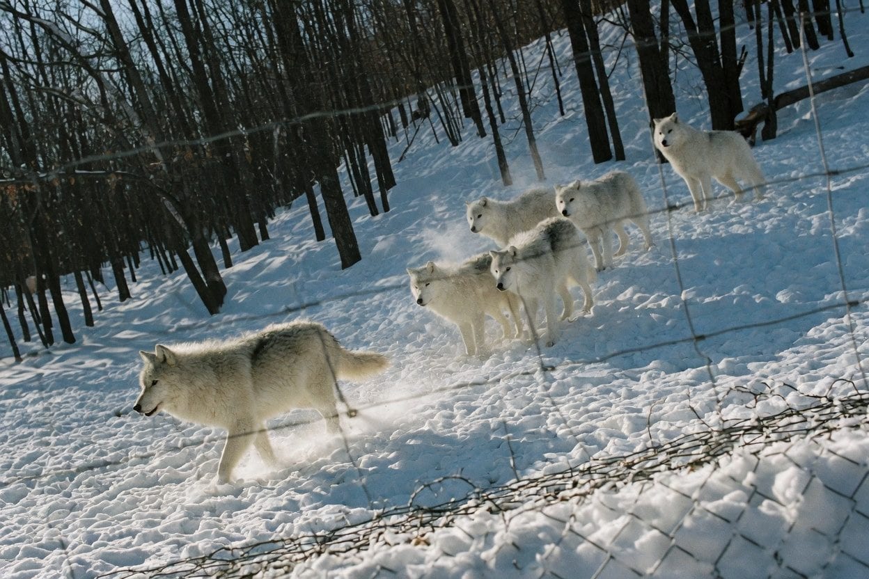 Montebello and Parc Omega seasonal planning across winter, spring, summer, and fall