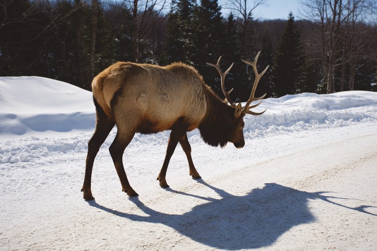 Parc Omega drive-through wildlife route with deer and forest scenery