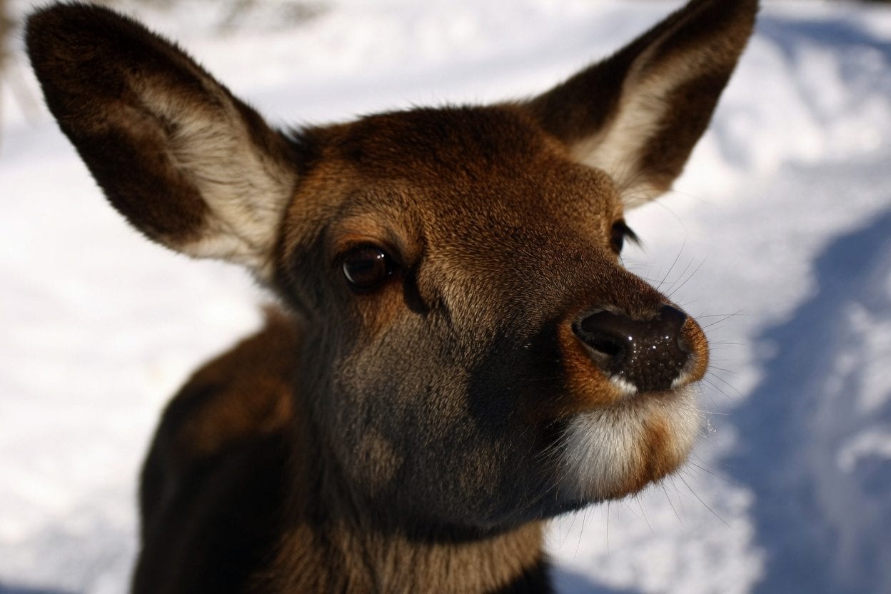 Parc Omega planning scene with route, tickets, carrots, and food stops