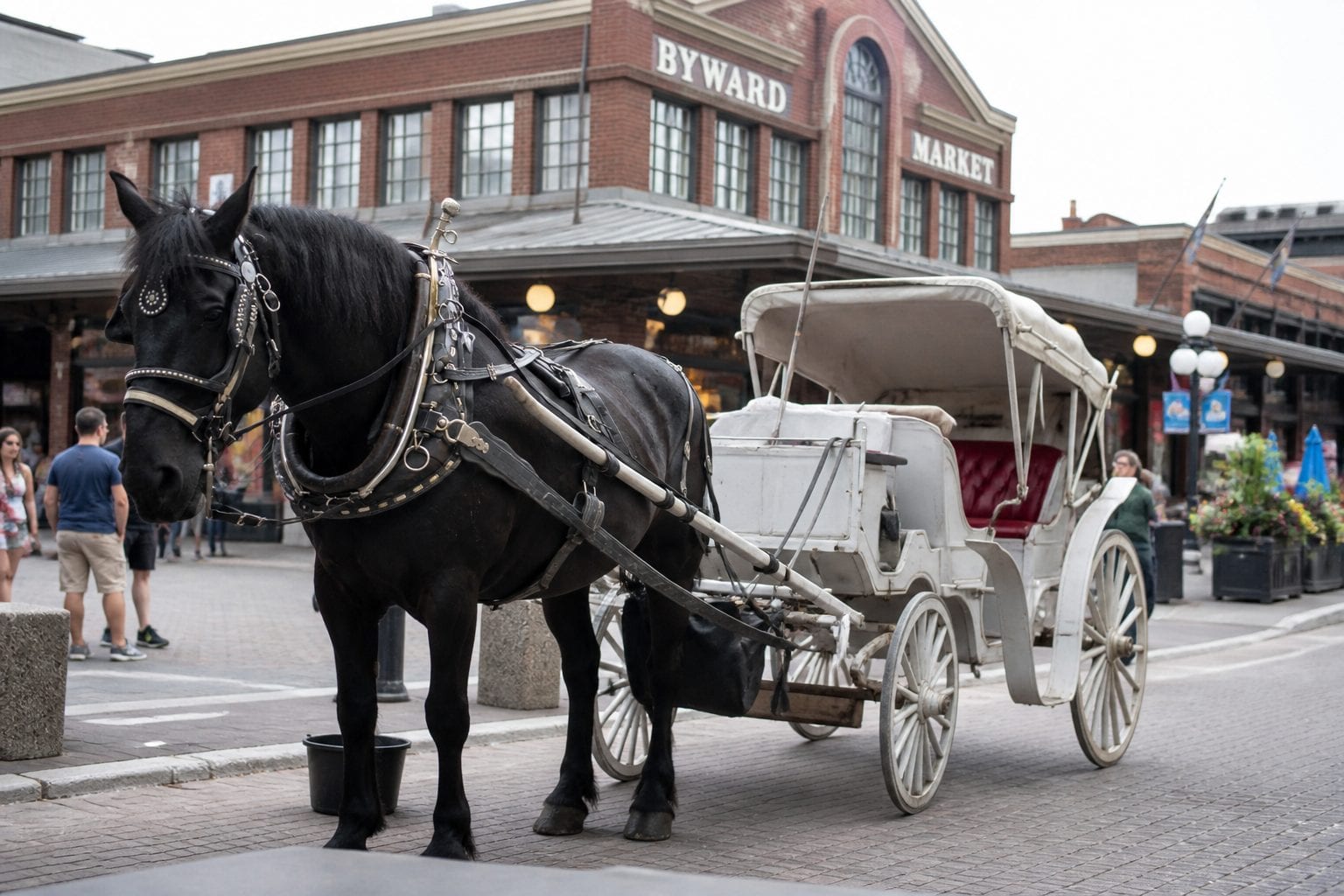 Horse-drawn carriage in ByWard Market