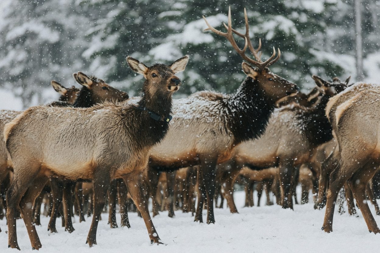 Parc Omega and regional day trip feel in late winter