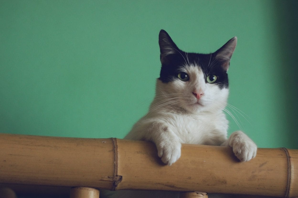 Indoor cats stay safe from outdoor hazards
