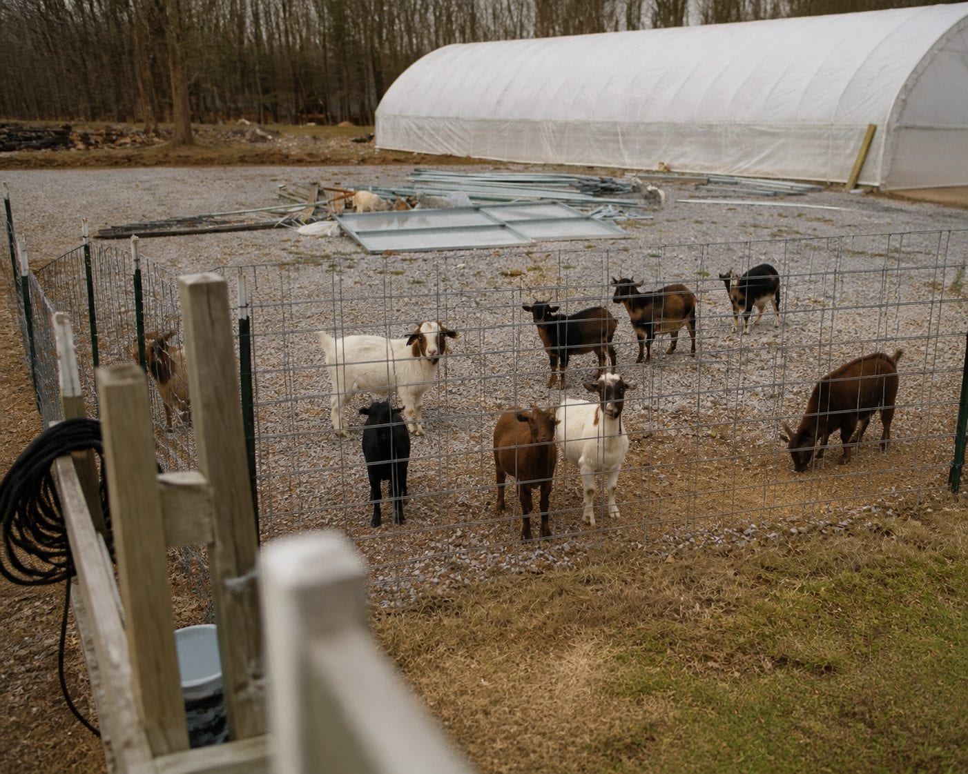 Goats and sheep in a small paddock