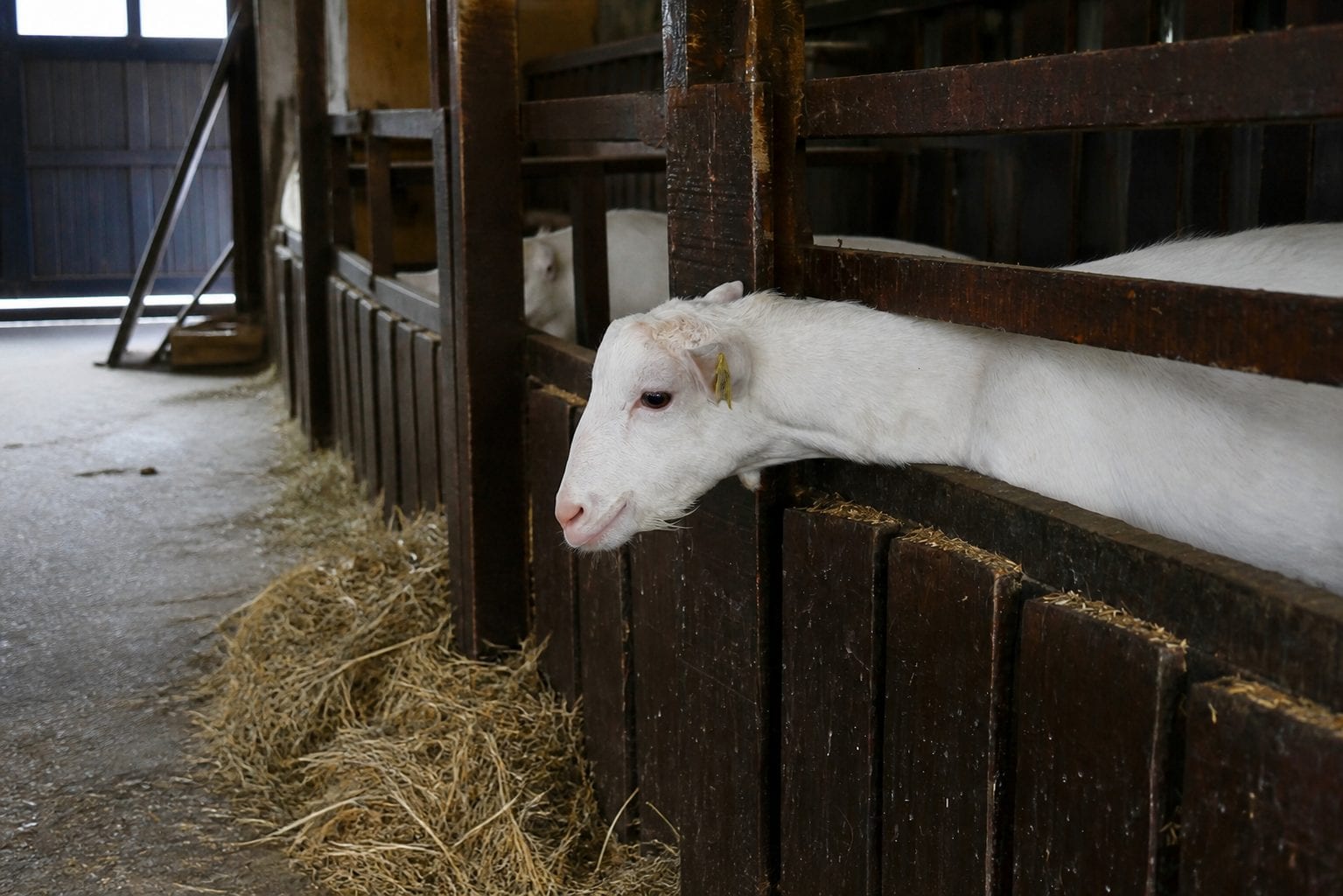 Rural farm landscape with animals