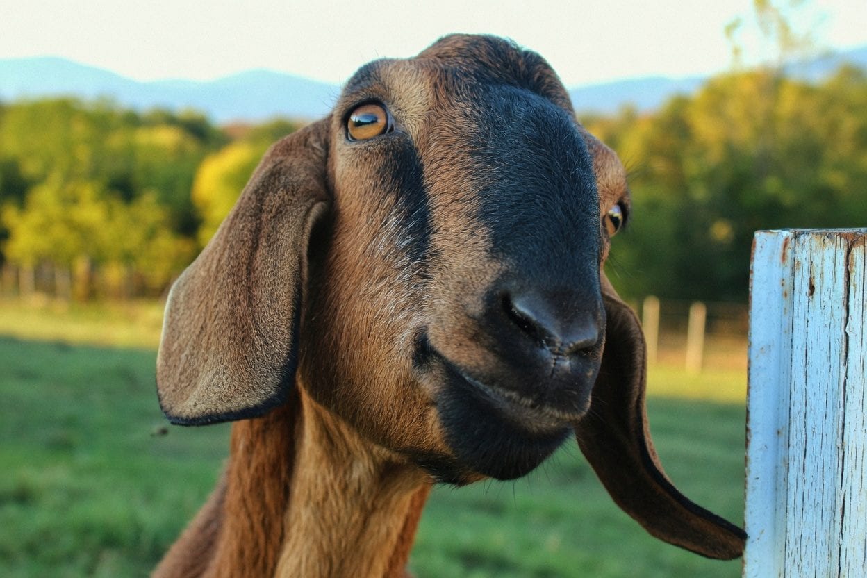 Close-up of a goat at a petting farm