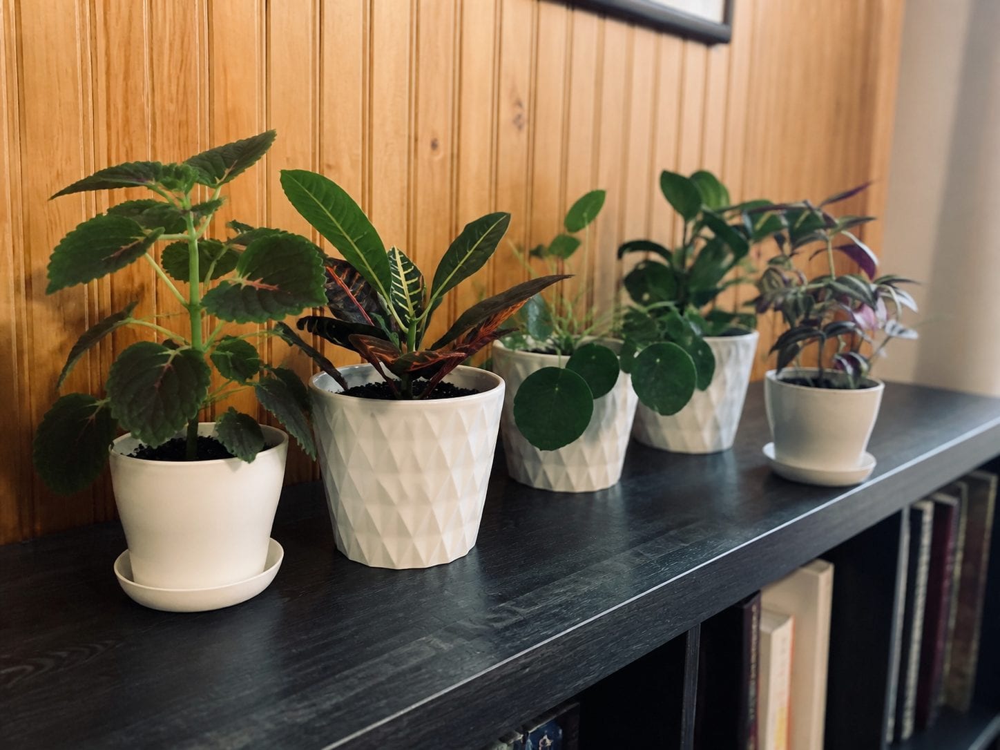 Beginner-friendly houseplants on a shelf