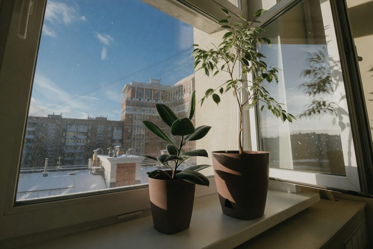 Houseplants by a bright window on a winter day