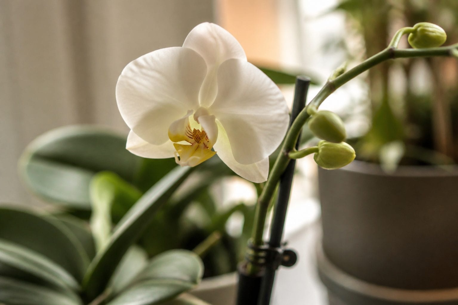 Close-up of orchids and tropical houseplants