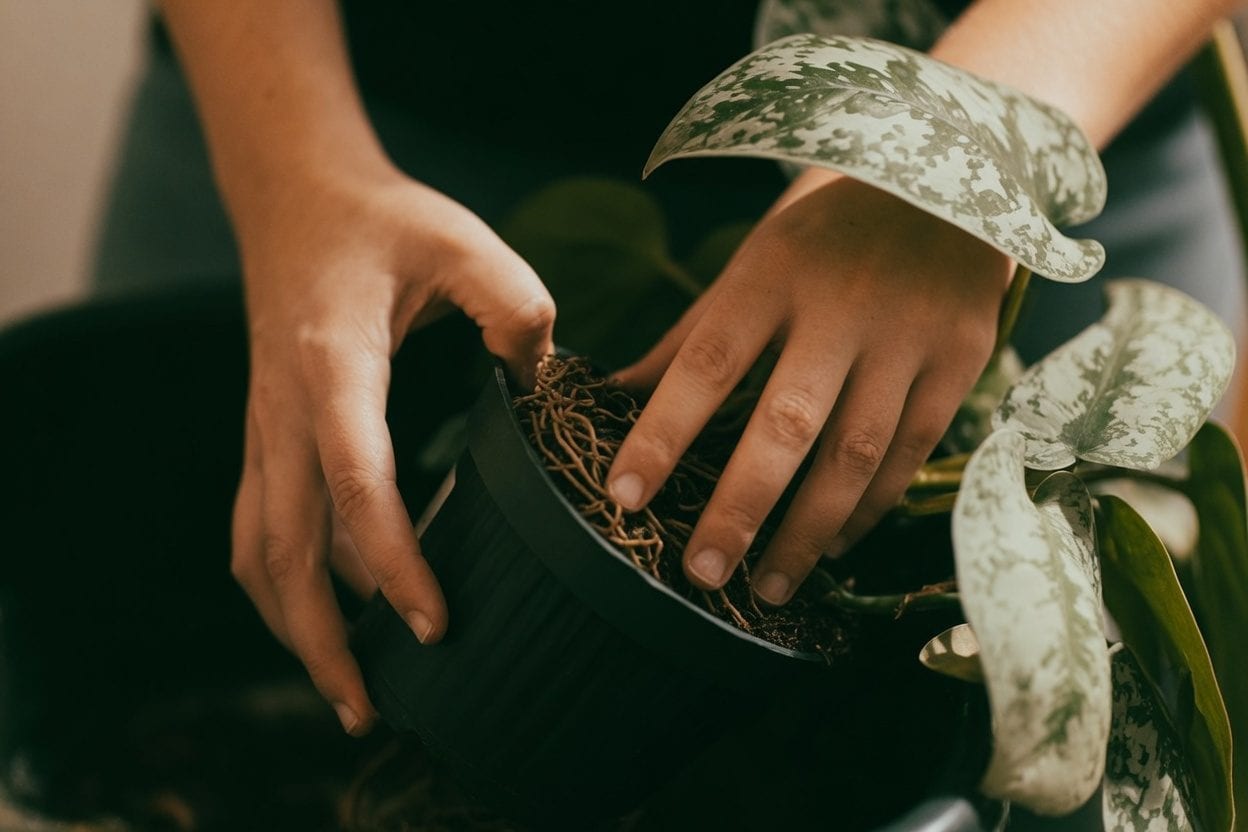 Close-up of hands repotting a plant
