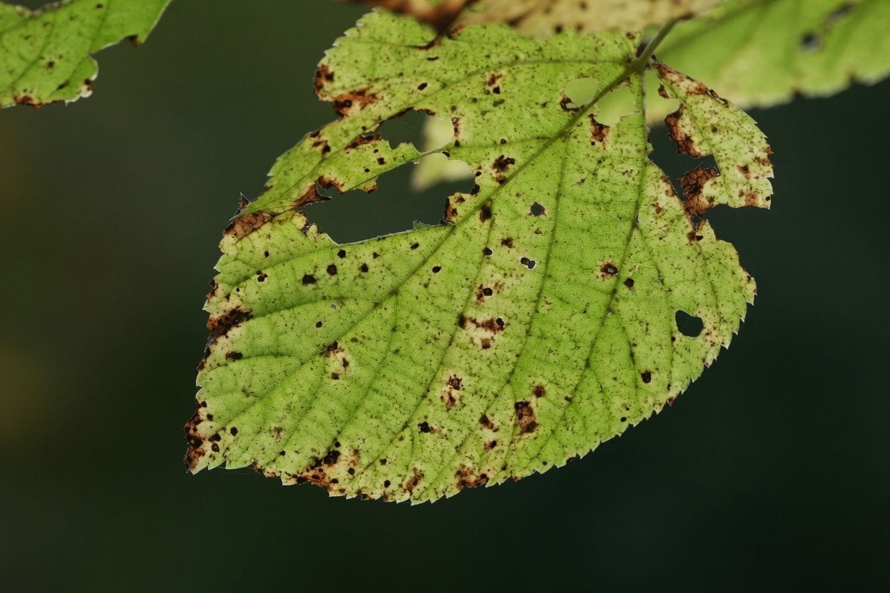 Close-up of a leaf with pest damage