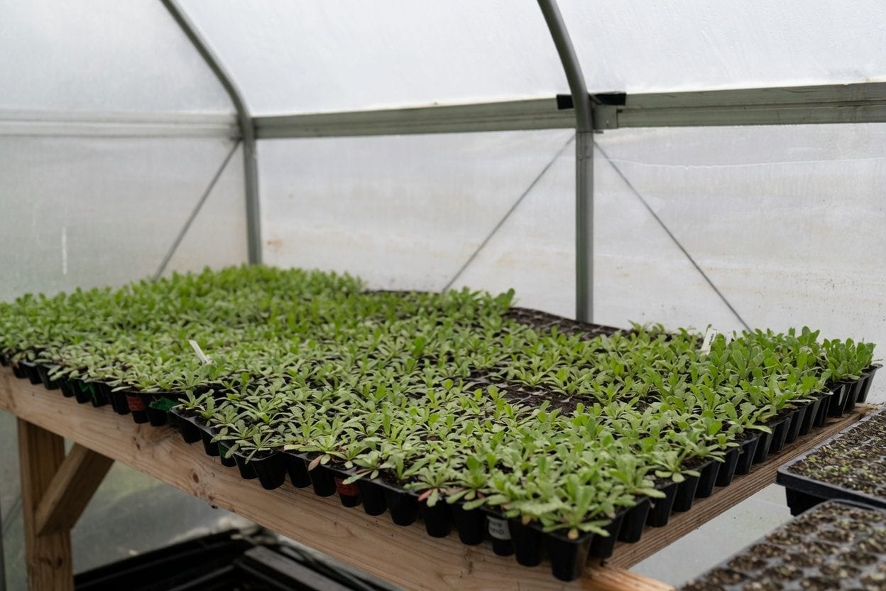 Seasonal plant display in a greenhouse