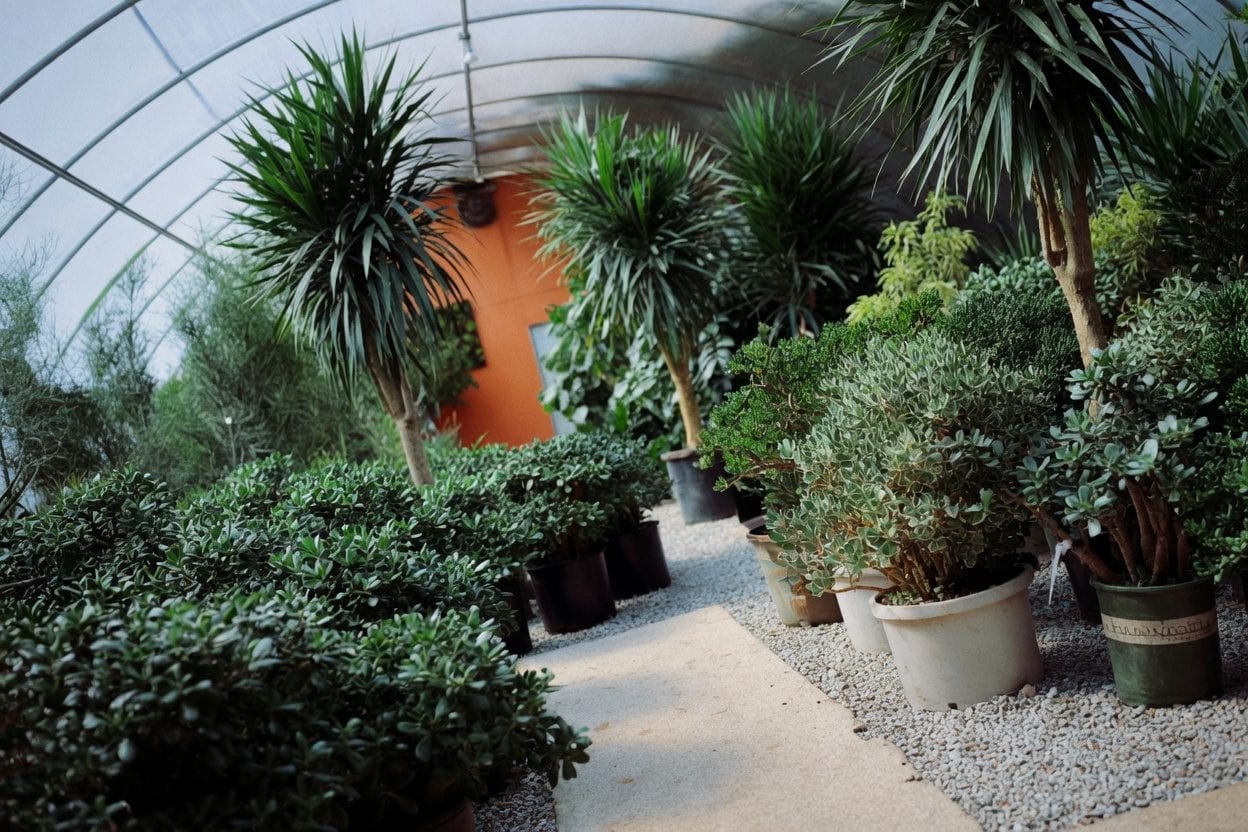Greenhouse interior in winter with tropical plants