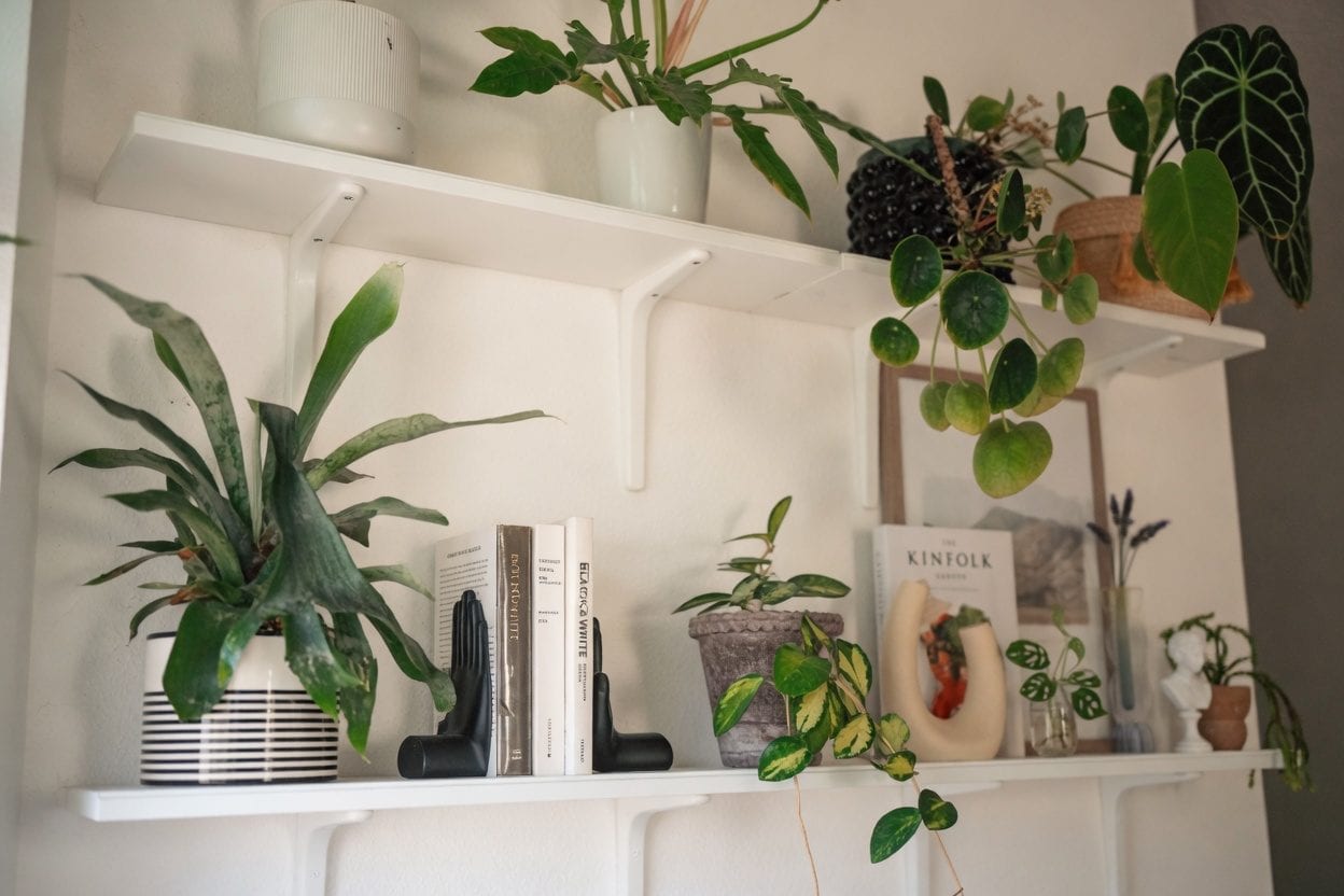 Sunlit greenhouse filled with houseplants in Ottawa