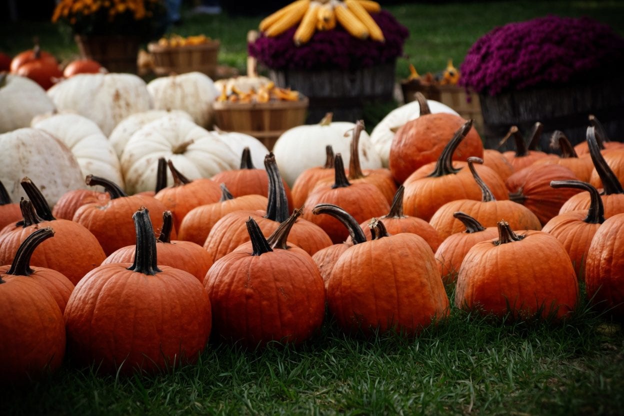 Saunders Farm hedge maze and activities