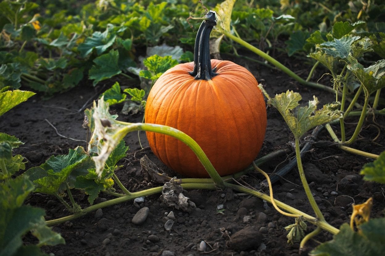 Pumpkin patch with families at Saunders Farm