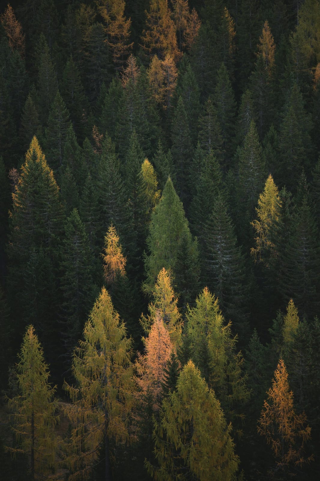 Beautiful fall foliage with colorful autumn leaves.