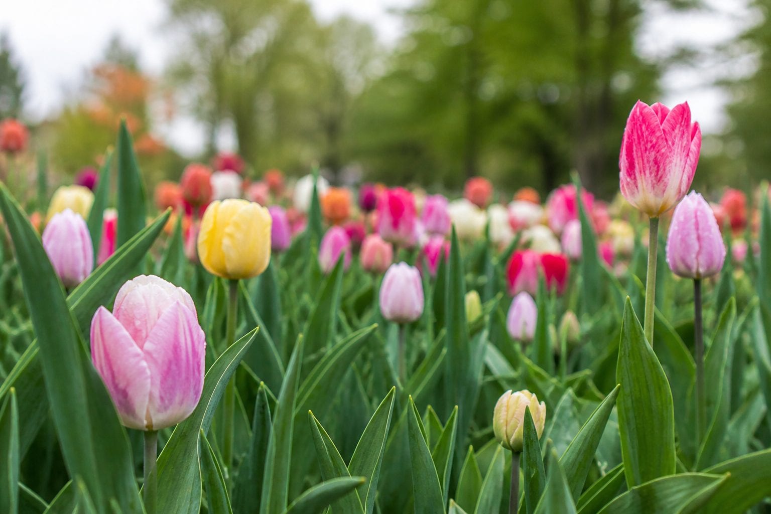 Colorful tulip beds at Commissioners Park Ottawa