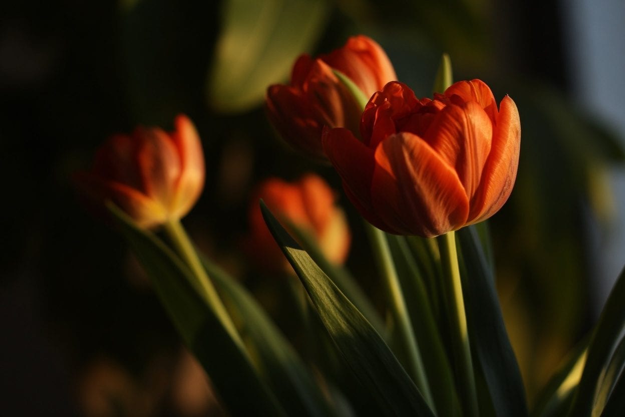 Close-up of red and yellow tulips at sunrise