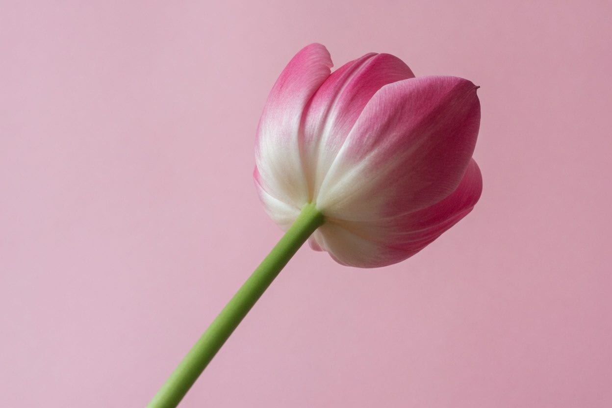 Tulips Ottawa: Where to See, Best Spots & Photography Guide