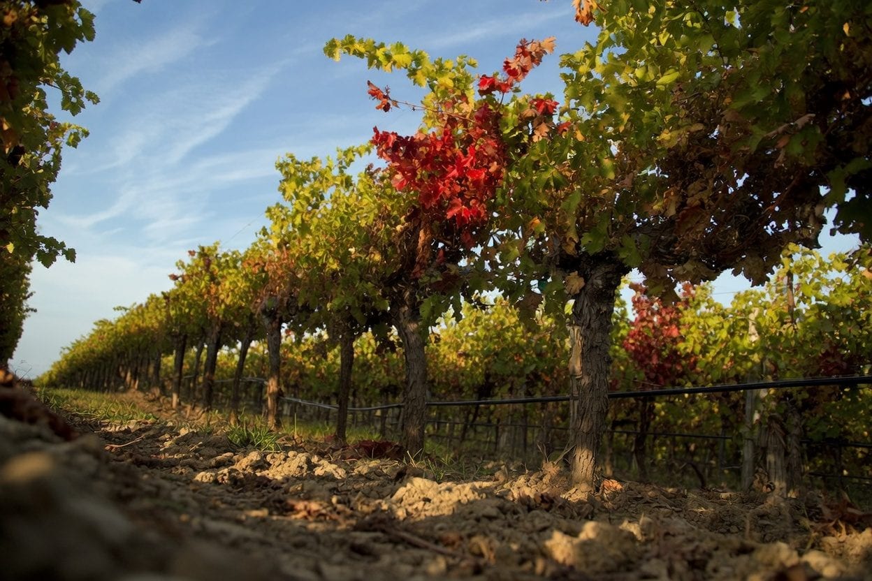 Rows of grapevines with autumn coloured leaves in Ontario wine country