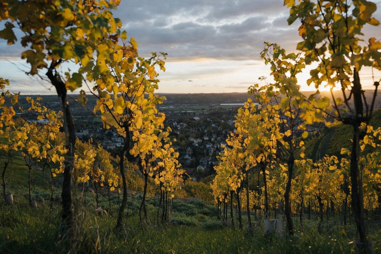 Vineyard rows bathed in golden sunset light overlooking rolling hills
